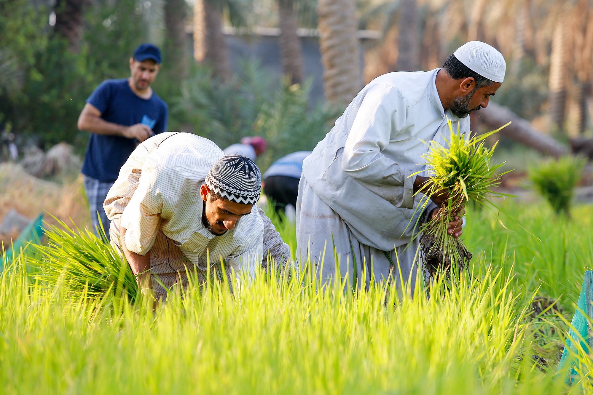 فوائد الرز الحساوي